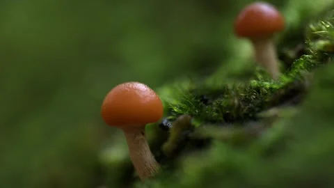 Macro shot of small forest mushrooms growing in moss with warm sunset illum.. Stock Footage 324799071