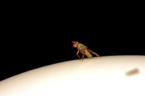 Macro shot of a small fruit fly with patterned wings on a white curved surface a Stock Photos