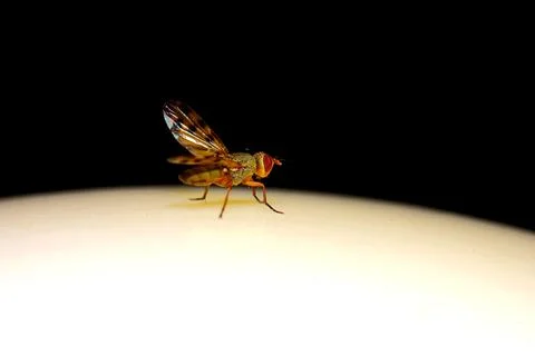 Macro shot of a small fruit fly with patterned wings on a white curved surface a Stock Photos