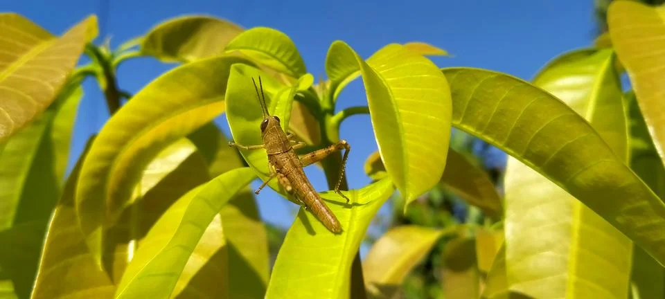 Macro shot of small grasshopper on mango leaf top Stock Photos