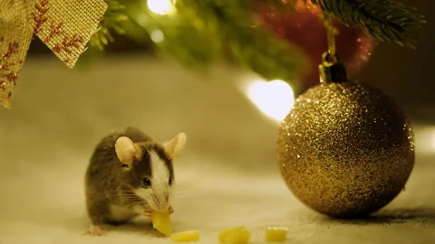 Macro shot of a small gray rat eating cheese sitting among the decorations under Stock Footage 117441690