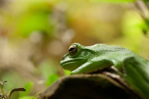 Macro shot of a small green tree frog Stock Photos
