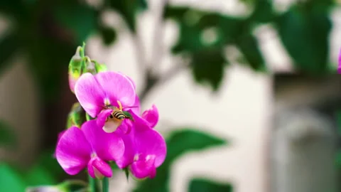 Macro shot of small hard working bee gathering pollen from ping sweet pea Stock Footage 157602150