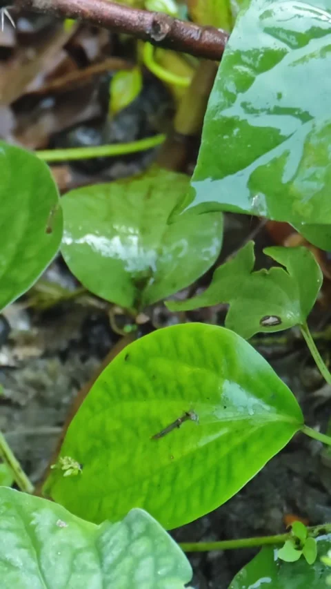 Macro shot of a small insect caterpillar Stock Footage 345809218