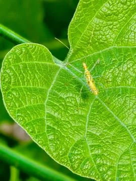 Macro shot of small insect nymph resting on bright green textured leaf Stock Photos