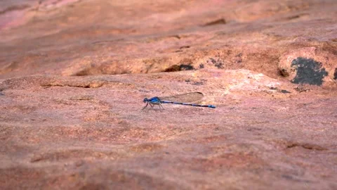 Macro shot of small insect walking on earthy natural surface Stock Footage 335883511