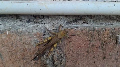 Macro shot of small insects crawling on a wall Stock Footage 337050657