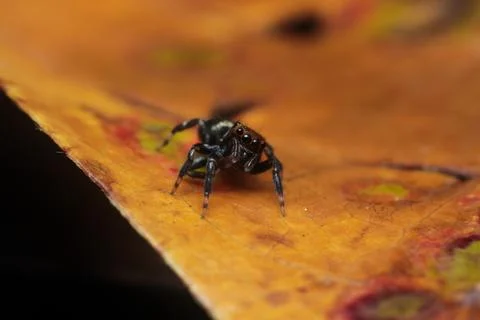 Macro Shot Of Small Jumping Spider On Golden Autumn Leaf Surface Stock Photos