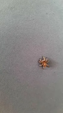 Macro Shot of Small Jumping Spider on Grey Textured Surface Stock Photos