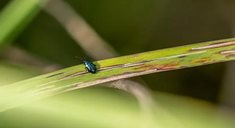 Macro Shot of a Small Metallic Blue Leaf Beetle on a Blade of Grass Stock Photos