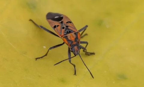 Macro shot of a small milkweed bug or cotton stainer on a bright yellow surface. 写真素材