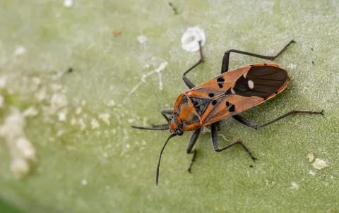 Macro shot of a small milkweed bug or cotton stainer on a bright green surface. Foto stock