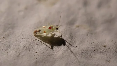 Macro Shot of a Small Mirid Bug (Miridae) on Textured Surface Stock-Footage 342874428