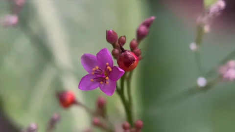 Macro shot of small pink flower and buds in garden Stock Footage 346561390