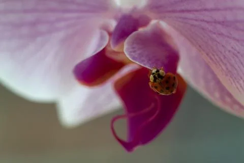 Macro shot of a small red ladybug on the petals of a pink orchid Stock Photos