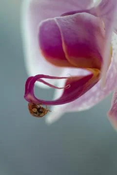 Macro shot of a small red ladybug on the petals of a pink orchid Foto stock