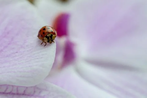 Macro shot of a small red ladybug on the petals of a pink orchid Stock Photos