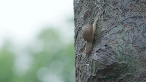 Macro Shot of Small Snail Crawling Up a Textured Tree Trunk in Suzhou China Stock Footage 337871434