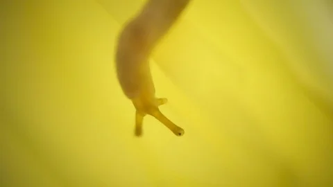 Macro Shot of a Small Snail Walking on Yellow Background Stock Footage 75249907