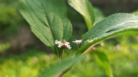 Macro shot of a small spider crawling on green leaves and flowers outdoors Video stock 332580198