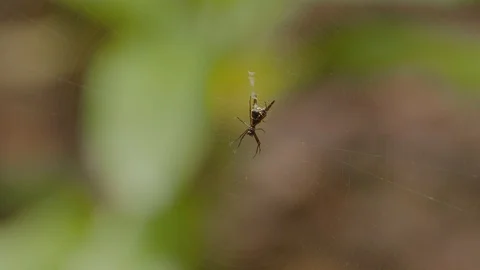 Macro shot of small spider hanging on web in bushes, Tortuguero, Costa Rica Stock Footage 141249346