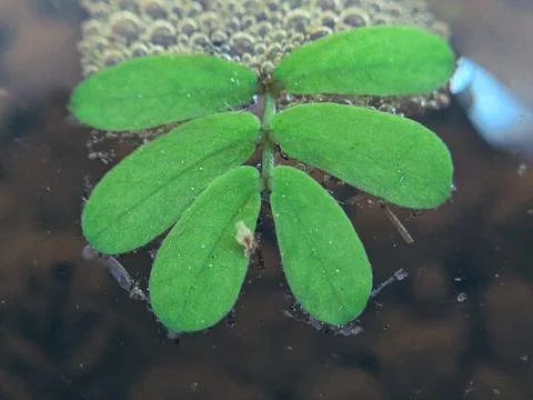 Macro Shot of Small Tiny Green Leaves: Nature's Detailed Beauty Stock Photos