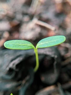 Macro Shot of Small Tiny Green Leaves: Nature's Detailed Beauty Stock Photos