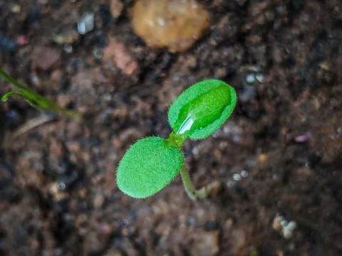 Macro Shot of Small Tiny Green Leaves: Nature's Detailed Beauty Stock Photos