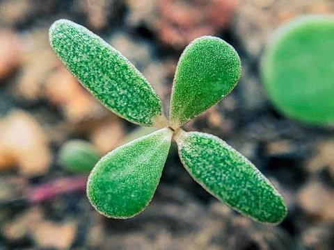 Macro Shot of Small Tiny Green Leaves: Nature's Detailed Beauty Stock Photos