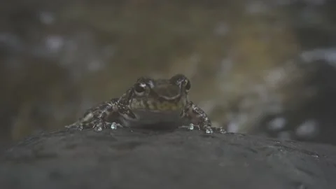 Macro Shot of small tree frog by the river in Brazilian rainforest Stock Footage