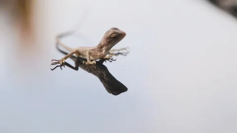 Macro shot of a small tropical lizard. Stock Footage 98723983