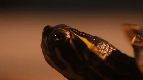 Macro shot of a small turtle pushing his head forward Stock Footage 89307824