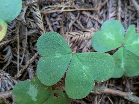 Macro shot of a small two-leaf clover with fine details Stock Photos