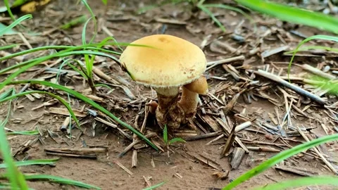 Macro Shot of Small Yellow Wild Mushrooms Growing in Soil Stock Footage 341668493