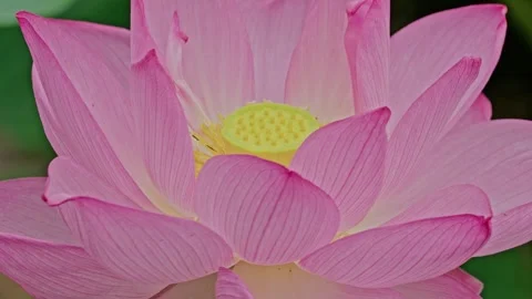 Macro Shot of Smooth Seed Pod Among Ruffled Pink Petals Stock Footage 345291847