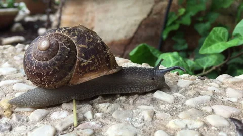 Macro shot of snail advancing slowly Stock Footage 57326549