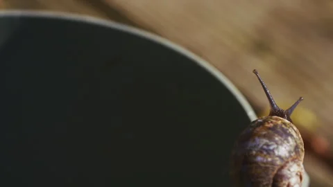 Macro shot of snail on a bucket Video stock 288037240
