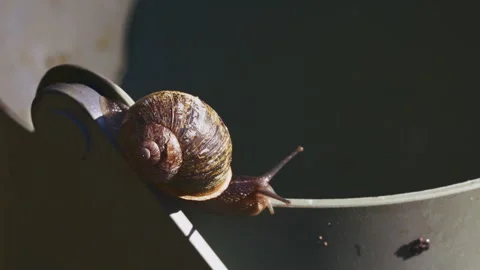 Macro shot of snail on a bucket Stock Footage 288037331