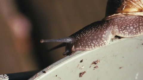 Macro shot of snail on a bucket Video stock 288037512