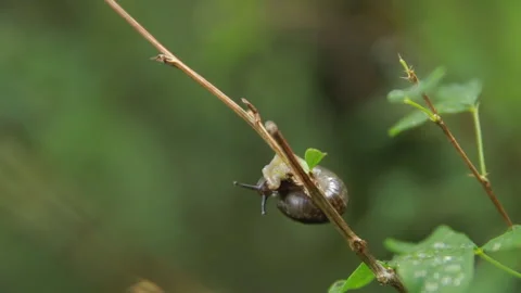 Macro Shot of Snail Crawling on Grass Branch. Climbing Up Stalk. Leaves Slime Stock Footage 146839158