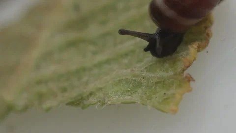 Macro shot of snail crawling on a leaf. Vídeo Stock 97759183