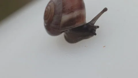 Macro shot of snail crawls out of its shell. Stock Footage 97767973