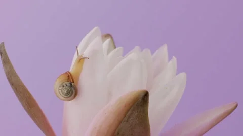 Macro shot of the snail crawls on a water lily flower on a purple background Stock Footage 337069663