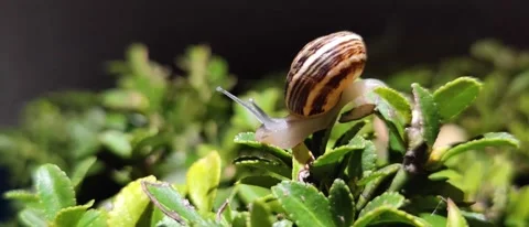 Macro shot of snail eating grass - Nature 動画素材 163071595