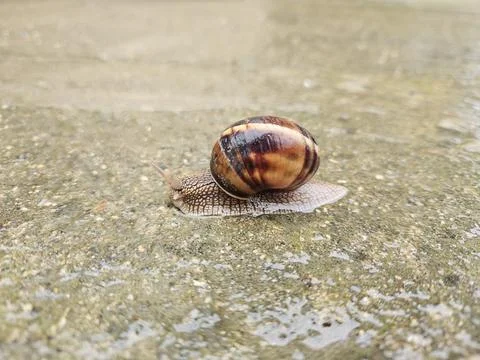 Macro Shot of a Snail with Glossy Shell Moving on a Stone Surface After Rain 库存照片