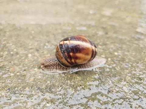 Macro Shot of a Snail with Glossy Shell Moving on a Stone Surface After Rain Stock Photos