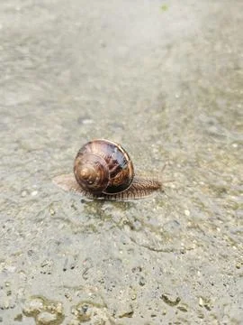 Macro Shot of a Snail with Glossy Shell Moving on a Stone Surface After Rain Stock Photos