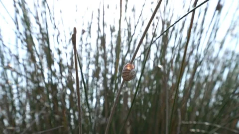 Macro Shot of Snail on Grass Stock Footage 318842528