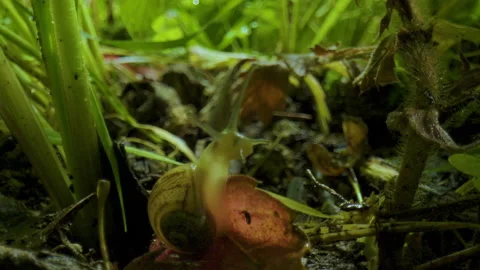 A macro shot of a snail on a leaf with grass around Video stock 130505528