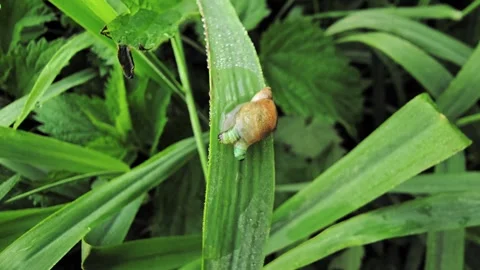 Macro shot of a snail with a parasite visibly moving in its tentacle, behav.. Stock Footage 310097442